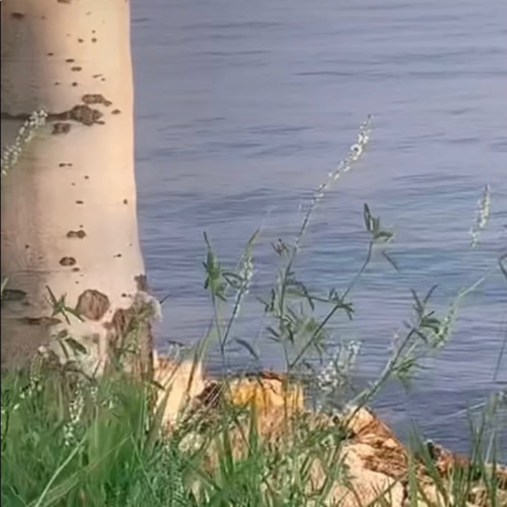 Meet your Posher, Greta